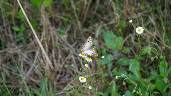 Mariposa Blanca Del Pavo Real También Conocida Como Anartia Jatrophae — Foto de Stock