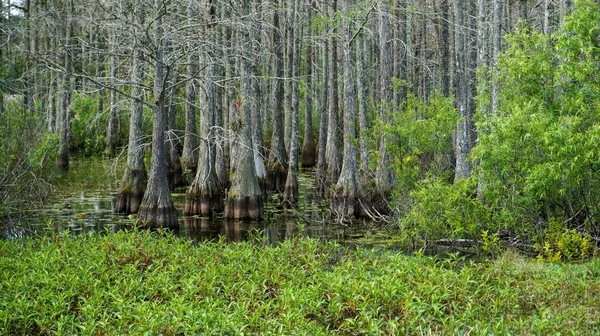 Moeras Land Met Cipressen Bomen Een Blauwe Lucht — Stockfoto