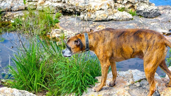 Dog plays and drinks water in Shoal Creek in Joplin, Missouri near Grand Falls.