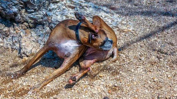 Dog licks butt and paws to help soothe allergies