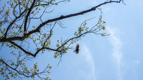 Große Vogelsilhouette Vor Hellblauem Himmel — Stockfoto