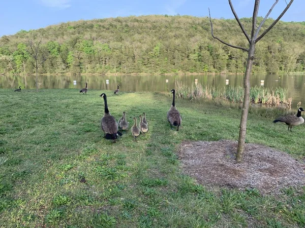 Groep Baby Ganzen Volgt Ouders Het Meer Eureka Springs Arkansas — Stockfoto