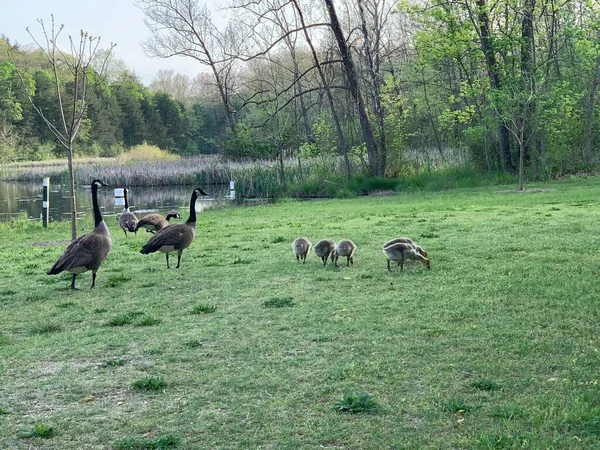 Group Baby Geese Follow Parents Lake Eureka Springs Arkansas — Stock Photo, Image