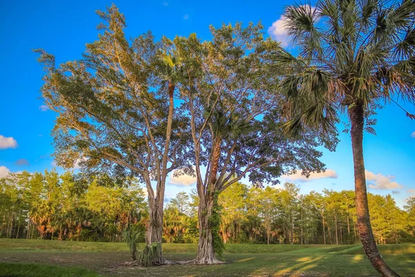 Sunburst Através Uma Grande Árvore Campo Golfe Flórida — Fotografia de Stock