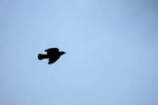 Zwei Spatzen Fliegen Himmel — Stockfoto