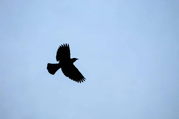 Zwei Spatzen Fliegen Himmel — Stockfoto