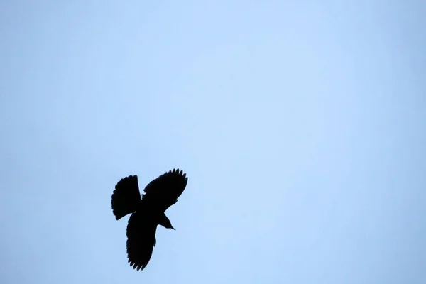 一只鸽子在空中飞翔 — 图库照片