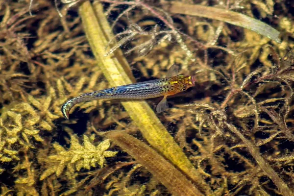 湿地河中的幼鱼 — 图库照片