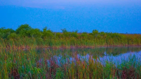 Rio Grama Arthur Marshall Loxahatchee National Wildlife Refuge — Fotografia de Stock