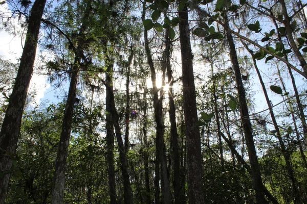 Низький Кут Високі Дерева Болоті Флорида — стокове фото