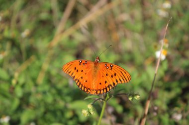 Güney Florida 'da yeşil bitkide turuncu kelebek.