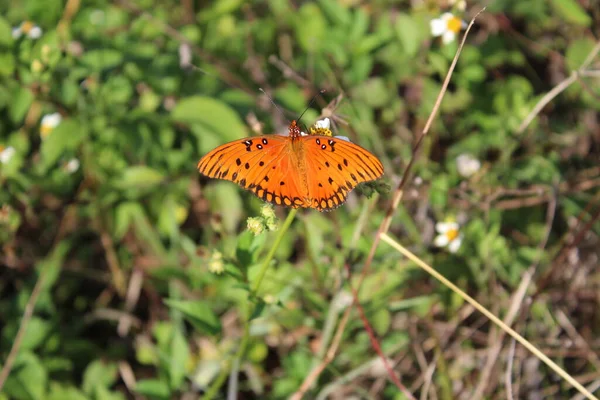 Farfalla Arancione Pianta Verde Nel Sud Della Florida — Foto Stock