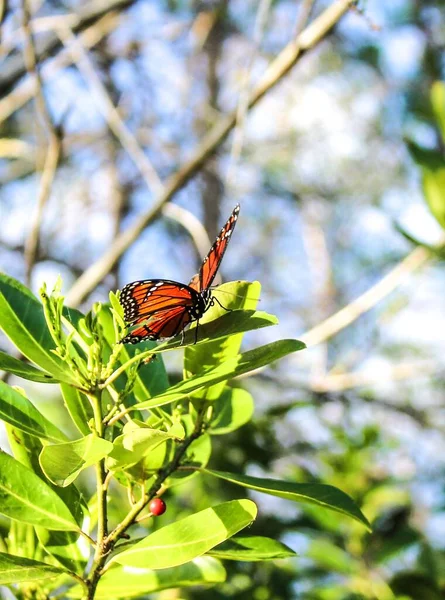 Farfalla Arancione Pianta Verde Nel Sud Della Florida — Foto Stock