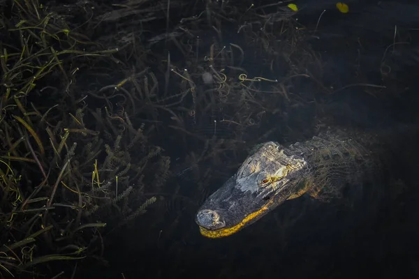 Großer Alligator Schlammigen Ufer Des Sumpfes — Stockfoto