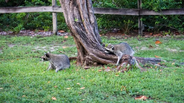 Wasberen Rustend Een Boom Een Park — Stockfoto