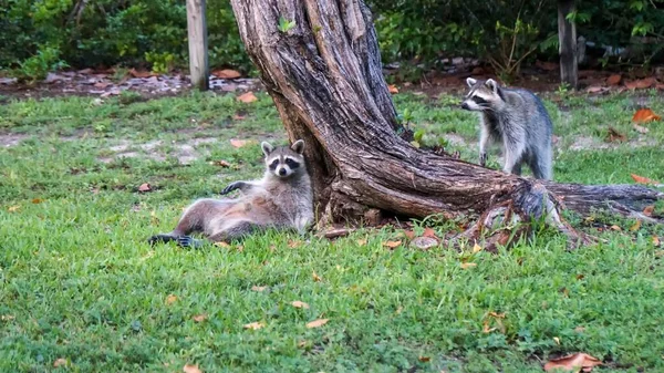 Guaxinins Descansando Uma Árvore Parque — Fotografia de Stock