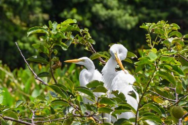 Everglades Ulusal Parkı 'nda büyük beyaz balıkçıl yürüyor..