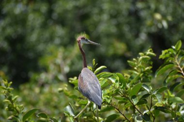 Yuvadaki üç renkli balıkçıl