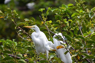 Everglades Ulusal Parkı 'nda büyük beyaz balıkçıl yürüyor..