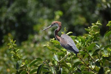Yuvadaki üç renkli balıkçıl