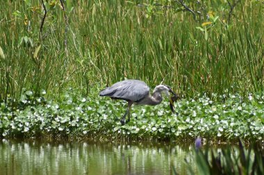 Büyük mavi balıkçıl Delray Beach, Florida 'da balık yakalıyor.