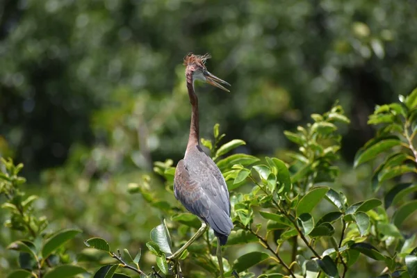 Yuvadaki üç renkli balıkçıl