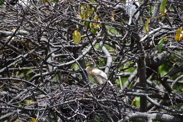 Pájaro Pantano Posado Una Rama — Foto de Stock