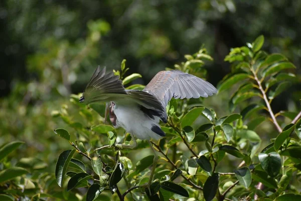 Jugendlicher Dreifarbreiher Nest — Stockfoto