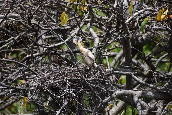 Bir Dala Tünemiş Bataklık Kuşu — Stok fotoğraf