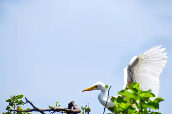 Everglades Ulusal Parkı Nda Büyük Beyaz Balıkçıl Yürüyor — Stok fotoğraf