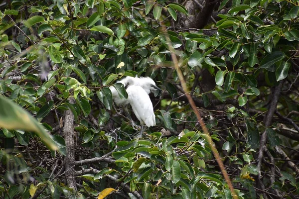 Piccola Garzetta Innevata Alias Egretta Thula Wakodahatchee Zone Umide Delray — Foto Stock