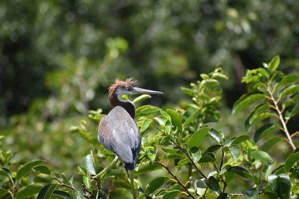 Juveniele Driekleurige Reiger Een Nest Rechtenvrije Stockafbeeldingen