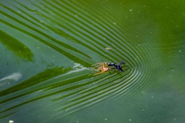Bataklık örümceklerini yakalayan Anoplius depresifleri Dolomedes, avını suda sürüklüyor..