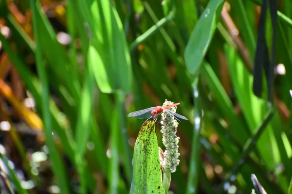 Sympetrum Fonscolombi Aka Rote Geflügelte Darter Libelle — Stockfoto
