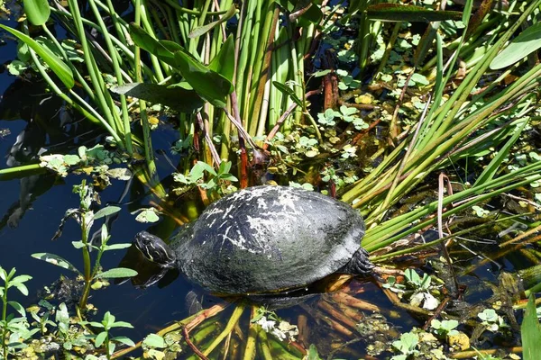 Sköldpadda Florida Träsk Gräs — Stockfoto