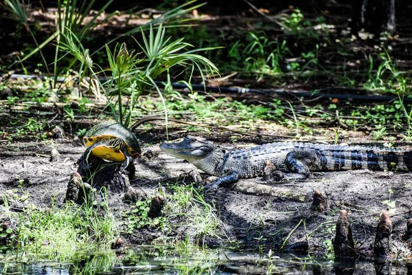 Alligator Est Prédateur Tortue Dans Les Zones Humides — Photo