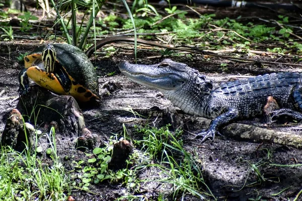 Alligator Een Roofdier Voor Schildpad Wetlands — Stockfoto