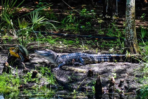 Alligator Een Roofdier Voor Schildpad Wetlands — Stockfoto