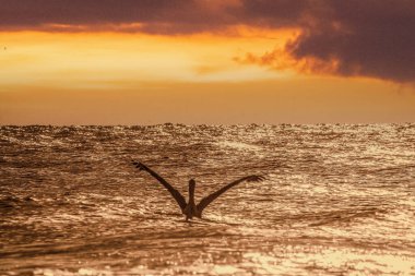 Gün batımında okyanusta bir pelikanın silüeti.