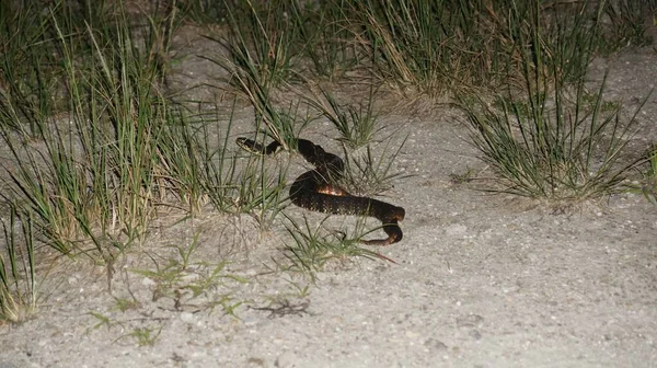 Węże Wodne Kryjące Się Trawie — Zdjęcie stockowe