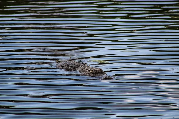 Αλιγάτορας Κολυμπάει Στο Νερό Του Βάλτου — Φωτογραφία Αρχείου