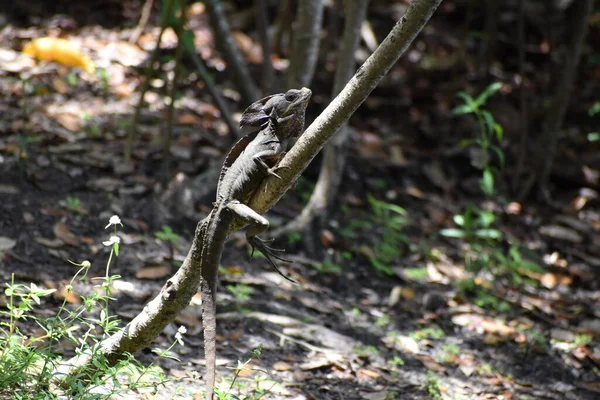 Bruine Basilisk Een Soort Hagedis — Stockfoto