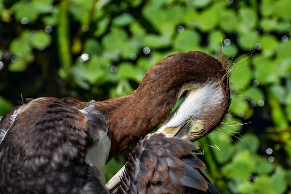 Juveniele Driekleurige Reiger Een Nest — Stockfoto