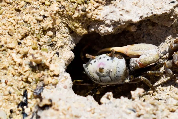 Άρρεν Άμμος Fiddler Crab Άλλως Uca Pugilato Στην Παραλία Της — Φωτογραφία Αρχείου