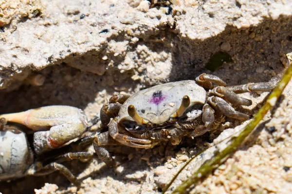Crabe Sable Mâle Alias Uca Pugilato Sur Plage Naples — Photo
