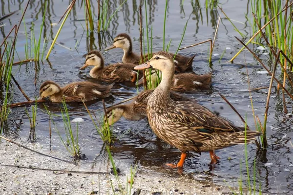 Patos Pato Madre Pantano — Foto de Stock