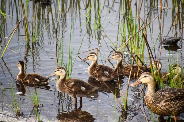 Canetons Canards Mères Dans Marais — Photo