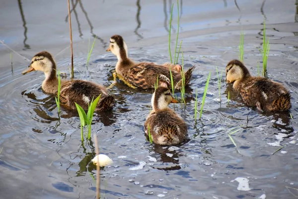 Canetons Canards Mères Dans Marais — Photo