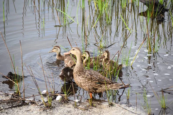 Ducklings Mother Duck Swamp — Stock Photo, Image