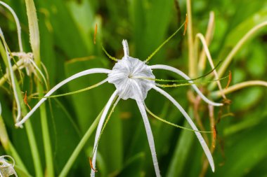 Yağmurdan sonra çiğ tanesiyle bataklıkta beyaz bataklık çiçeği. Florida 'nın yerlisi zambak, Timsah zambağı 60 cm veya daha kısa boylarda, Florida' ya özgü bir bitkisel hayat türüdür. Timsah zambağı yaz mevsiminde çiçek açar, bu da kendine özgü beyaz çiçeklerini...